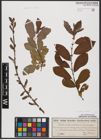 Foto von Salix aurita L. x Salix cinerea L.
